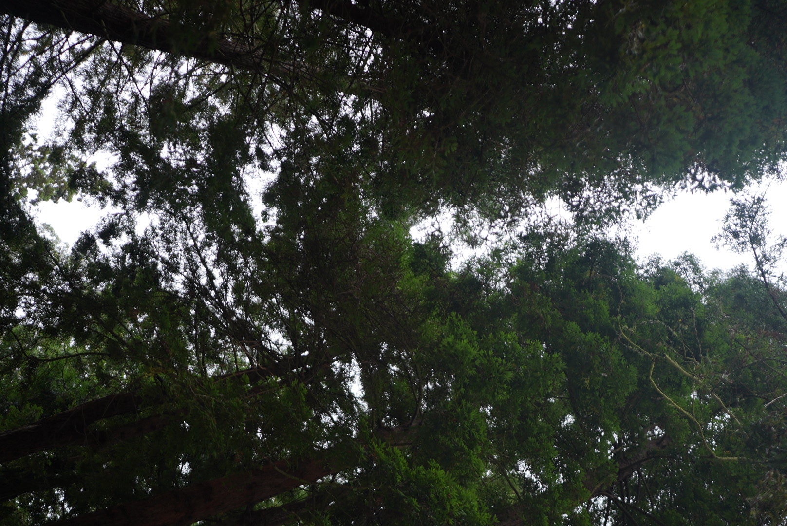 Looking straight up at the massive trees surrounding Stern Grove